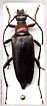 Leptura thoracica